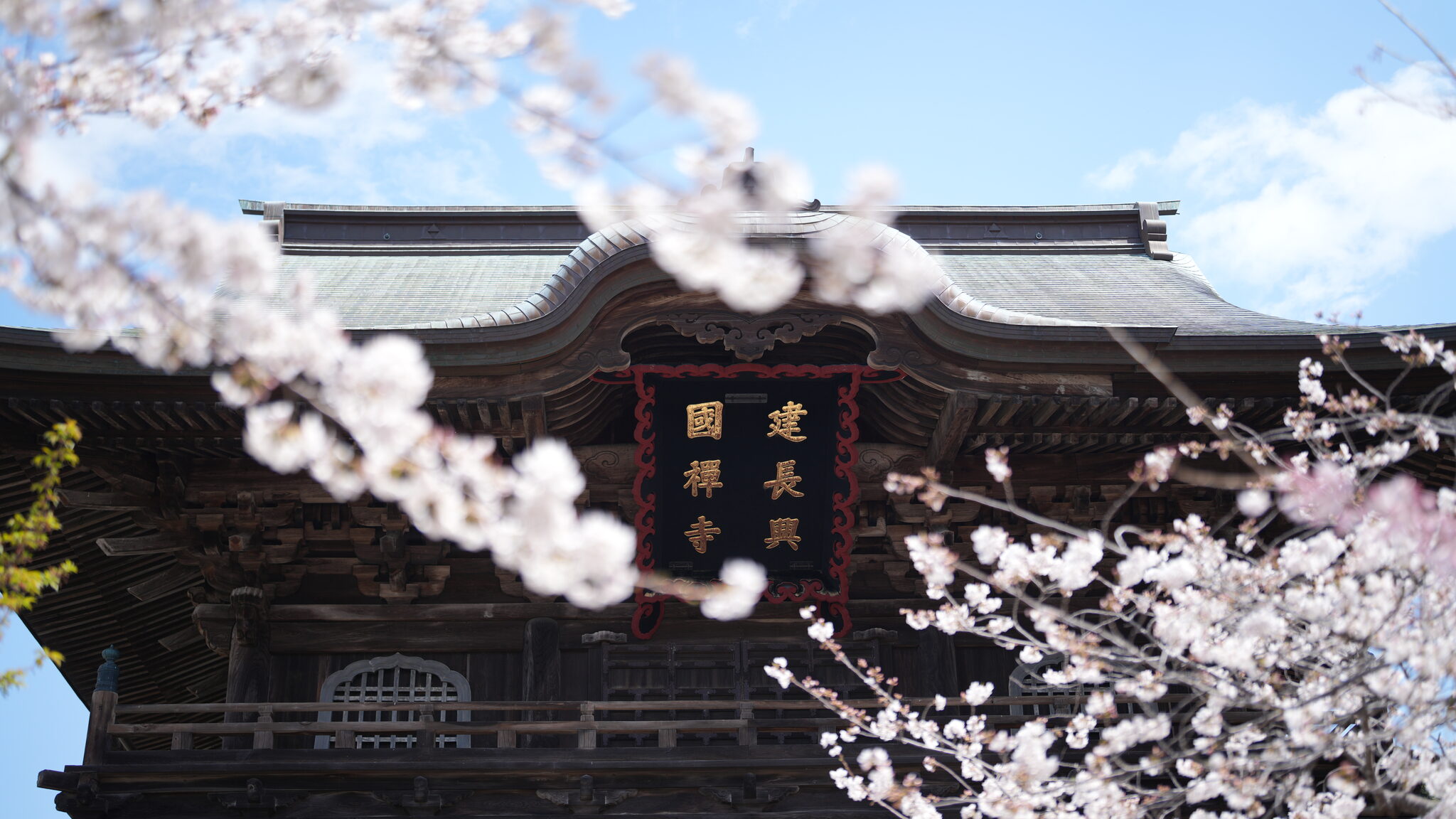 Cherry blossoms in front of a temple hall